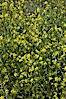 Black mustard, Batiquitos Lagoon, Carlsbad. Batiquitos Lagoon, Carlsbad, California, USA. Image #11298