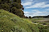 Black mustard, Batiquitos Lagoon, Carlsbad. Batiquitos Lagoon, Carlsbad, California, USA. Image #11299