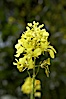 Black mustard, Batiquitos Lagoon, Carlsbad. Batiquitos Lagoon, Carlsbad, California, USA. Image #11300