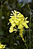 Black mustard, Batiquitos Lagoon, Carlsbad. Batiquitos Lagoon, Carlsbad, California, USA. Image #11301