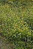 Black mustard, Batiquitos Lagoon, Carlsbad. Batiquitos Lagoon, Carlsbad, California, USA. Image #11302