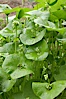 Miners lettuce, Batiquitos Lagoon, Carlsbad. Batiquitos Lagoon, Carlsbad, California, USA. Image #11419