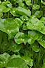 Miners lettuce, Batiquitos Lagoon, Carlsbad. Batiquitos Lagoon, Carlsbad, California, USA. Image #11420