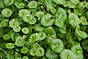 Miners lettuce, Batiquitos Lagoon, Carlsbad. Batiquitos Lagoon, Carlsbad, California, USA. Image #11421
