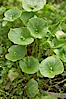 Miners lettuce, Batiquitos Lagoon, Carlsbad. Batiquitos Lagoon, Carlsbad, California, USA. Image #11422