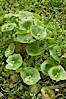 Miners lettuce, Batiquitos Lagoon, Carlsbad. Batiquitos Lagoon, Carlsbad, California, USA. Image #11423