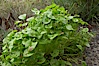Miners lettuce, Batiquitos Lagoon, Carlsbad. Batiquitos Lagoon, Carlsbad, California, USA. Image #11424