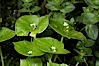 Miners lettuce, Batiquitos Lagoon, Carlsbad. Batiquitos Lagoon, Carlsbad, California, USA. Image #11425