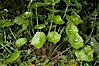 Miners lettuce, Batiquitos Lagoon, Carlsbad. Batiquitos Lagoon, Carlsbad, California, USA. Image #11427