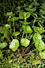 Miners lettuce, Batiquitos Lagoon, Carlsbad. Batiquitos Lagoon, Carlsbad, California, USA. Image #11428