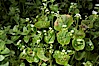 Miners lettuce, Batiquitos Lagoon, Carlsbad. Batiquitos Lagoon, Carlsbad, California, USA. Image #11429