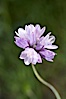 Wild hyacinth blooms in spring, Batiquitos Lagoon, Carlsbad. Batiquitos Lagoon, Carlsbad, California, USA. Image #11530