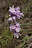 Wild hyacinth blooms in spring, Batiquitos Lagoon, Carlsbad. Batiquitos Lagoon, Carlsbad, California, USA. Image #11531