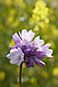 Wild hyacinth blooms in spring, Batiquitos Lagoon, Carlsbad. Batiquitos Lagoon, Carlsbad, California, USA. Image #11532