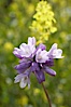 Wild hyacinth blooms in spring, Batiquitos Lagoon, Carlsbad. Batiquitos Lagoon, Carlsbad, California, USA. Image #11533