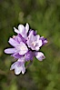 Wild hyacinth blooms in spring, Batiquitos Lagoon, Carlsbad. Batiquitos Lagoon, Carlsbad, California, USA. Image #11535