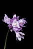 Wild hyacinth blooms in spring, Batiquitos Lagoon, Carlsbad. Batiquitos Lagoon, Carlsbad, California, USA. Image #11536
