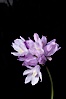 Wild hyacinth blooms in spring, Batiquitos Lagoon, Carlsbad. Batiquitos Lagoon, Carlsbad, California, USA. Image #11537