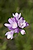 Wild hyacinth blooms in spring, Batiquitos Lagoon, Carlsbad. Batiquitos Lagoon, Carlsbad, California, USA. Image #11538