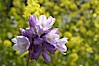 Wild hyacinth blooms in spring, Batiquitos Lagoon, Carlsbad. Batiquitos Lagoon, Carlsbad, California, USA. Image #11539