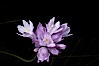 Wild hyacinth blooms in spring, Batiquitos Lagoon, Carlsbad. Batiquitos Lagoon, Carlsbad, California, USA. Image #11540