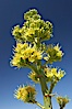Desert agave, also known as the Century Plant, blooms in spring in Anza-Borrego Desert State Park. Desert agave is the only agave species to be found on the rocky slopes and flats bordering the Coachella Valley. It occurs over a wide range of elevations from 500 to over 4,000.  It is called century plant in reference to the amount of time it takes it to bloom. This can be anywhere from 5 to 20 years. They send up towering flower stalks that can approach 15 feet in height. Sending up this tremendous display attracts a variety of pollinators including bats, hummingbirds, bees, moths and other insects and nectar-eating birds. Image #11551
