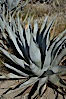 Desert agave, also known as the Century Plant, blooms in spring in Anza-Borrego Desert State Park. Desert agave is the only agave species to be found on the rocky slopes and flats bordering the Coachella Valley. It occurs over a wide range of elevations from 500 to over 4,000.  It is called century plant in reference to the amount of time it takes it to bloom. This can be anywhere from 5 to 20 years. They send up towering flower stalks that can approach 15 feet in height. Sending up this tremendous display attracts a variety of pollinators including bats, hummingbirds, bees, moths and other insects and nectar-eating birds. Image #11552