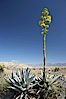 Desert agave, also known as the Century Plant, blooms in spring in Anza-Borrego Desert State Park. Desert agave is the only agave species to be found on the rocky slopes and flats bordering the Coachella Valley. It occurs over a wide range of elevations from 500 to over 4,000.  It is called century plant in reference to the amount of time it takes it to bloom. This can be anywhere from 5 to 20 years. They send up towering flower stalks that can approach 15 feet in height. Sending up this tremendous display attracts a variety of pollinators including bats, hummingbirds, bees, moths and other insects and nectar-eating birds. Image #11553