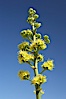 Desert agave, also known as the Century Plant, blooms in spring in Anza-Borrego Desert State Park. Desert agave is the only agave species to be found on the rocky slopes and flats bordering the Coachella Valley. It occurs over a wide range of elevations from 500 to over 4,000.  It is called century plant in reference to the amount of time it takes it to bloom. This can be anywhere from 5 to 20 years. They send up towering flower stalks that can approach 15 feet in height. Sending up this tremendous display attracts a variety of pollinators including bats, hummingbirds, bees, moths and other insects and nectar-eating birds. Image #11554