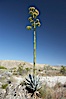 Desert agave, also known as the Century Plant, blooms in spring in Anza-Borrego Desert State Park. Desert agave is the only agave species to be found on the rocky slopes and flats bordering the Coachella Valley. It occurs over a wide range of elevations from 500 to over 4,000.  It is called century plant in reference to the amount of time it takes it to bloom. This can be anywhere from 5 to 20 years. They send up towering flower stalks that can approach 15 feet in height. Sending up this tremendous display attracts a variety of pollinators including bats, hummingbirds, bees, moths and other insects and nectar-eating birds. Image #11555