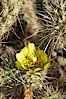 Buckhorn cholla cactus blooms in spring. Anza-Borrego Desert State Park, Anza Borrego, California, USA. Image #11587