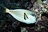 Arabian surgeonfish. Image #11759