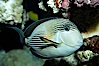 Arabian surgeonfish. Image #11760