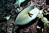 Arabian surgeonfish. Image #11761