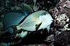 Arabian surgeonfish. Image #11762