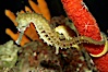 Barbours seahorse. Image #11766
