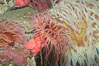 Beaded anemone. Image #11767