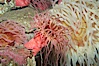 Beaded anemone. Image #11767