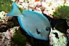 Blue tang. Image #11776