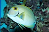 Eyestripe surgeonfish. Image #11782