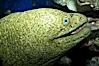Moray eel. Image #11812