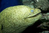Moray eel. Image #11813