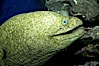 Moray eel. Image #11813