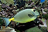 Orangespine unicornfish. Image #11814