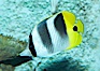 Pacific double-saddle butterflyfish. Image #11816