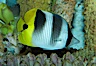 Pacific double-saddle butterflyfish. Image #11817