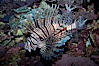 Lionfish. Image #11820