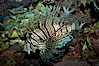Lionfish. Image #11821