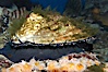 Red abalone. Image #11822