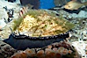 Red abalone. Image #11823